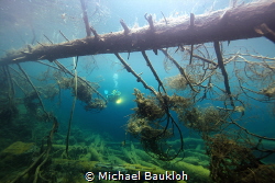 Underwaterforest by Michael Baukloh 